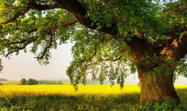 اجرای پویش درختکاری در استان سمنان