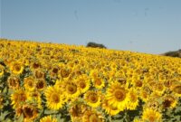 جایی که آفتابگردان برای روستاییان نان می‌آورد؛ زندگی در کالپوش با رنگ امید+تصاویر