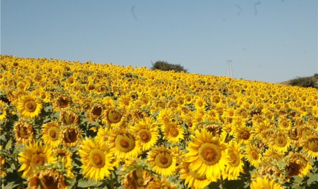 جایی که آفتابگردان برای روستاییان نان می‌آورد؛ زندگی در کالپوش با رنگ امید+تصاویر