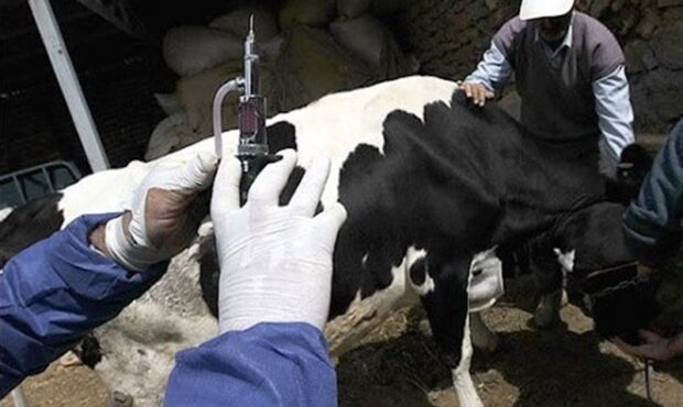 رئیس سازمان دامپزشکی: تب‌ برفکی در ایران کنترل شد/ پاندمی‌های جدید محتمل ا‌ست